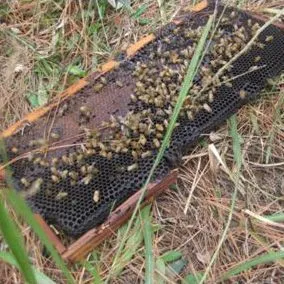 thumbnail for publication: Florida Bears and Beekeeping